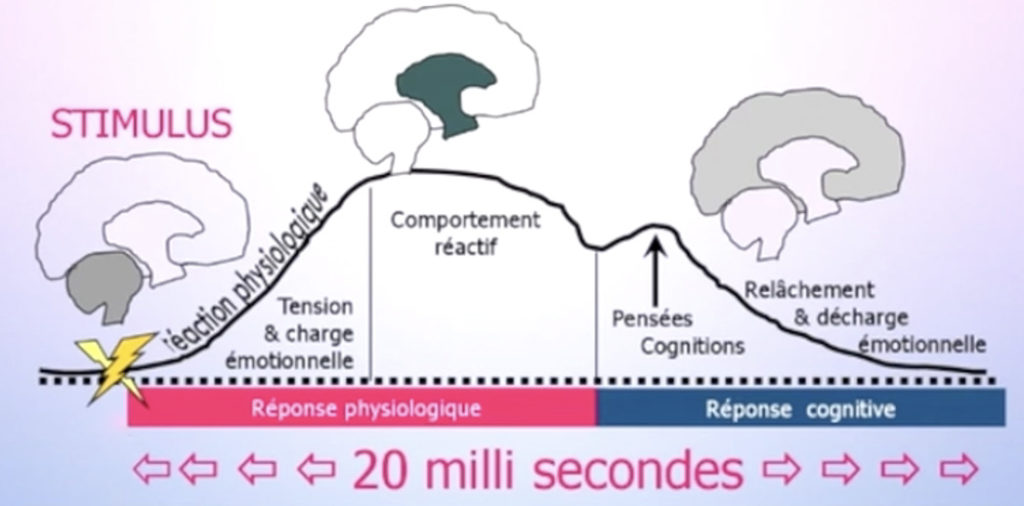 cerveau-et-émotions